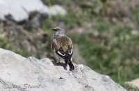 snowfinch