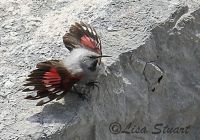 tichodroma_muraria