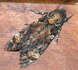 acherontia-atropos-close