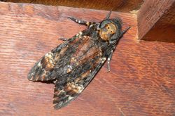 acherontia-atropos-top