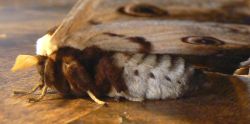 giant-peacock-moth-abdomen