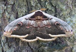 giant-peacock-moth-bark