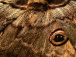giant-peacock-moth-markings