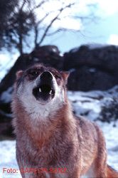 carlos-sanz-wolf-howling-in-snow