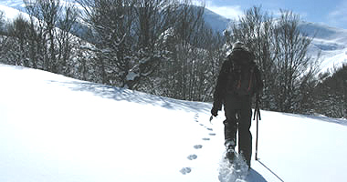 wolf-tracking-picos