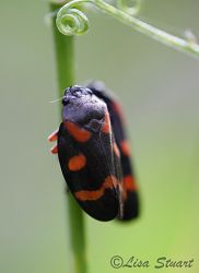 cercopis_intermedia