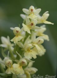 dactylorhiza_insularis