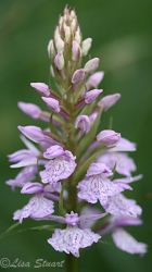 dactylorhiza_maculata