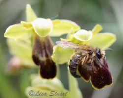 fusca_andrena_bicolor