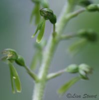 listera_ovata