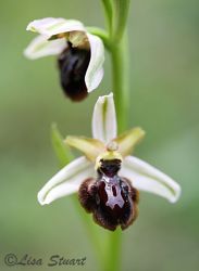 ophrys_sphegoides_2