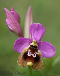 ophrys_tenthredinifera
