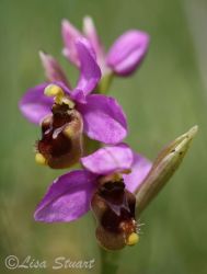 sawfly_orchid