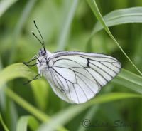 black-veined-white