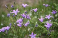 campanulas