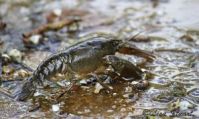 crayfish