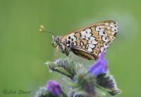 glanville_fritillary