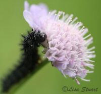 marsh-fritillary-caterpillar