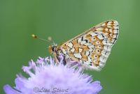 marsh_fritillary