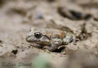 midwife-toad