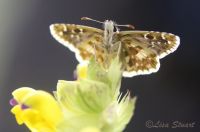 skipper-underwing