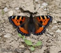 small-tortoiseshell