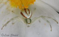 thomisidae
