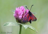 zygaena_nevadensis