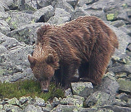 Cantabrican brown bear foraging for bilberries