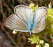 forsters-furry-blue-polyommatus-agrodaietus-fulgens-ainsae